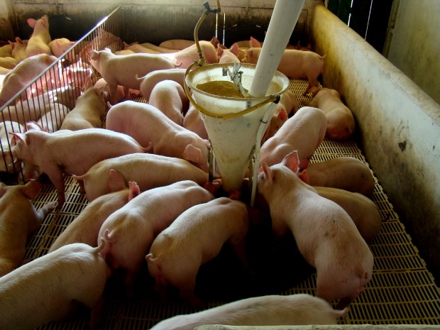 SC é o maior produtor de suínos do Brasil, segundo secretaria da Fazenda (Foto: Agência de Notícias/Embrapa)